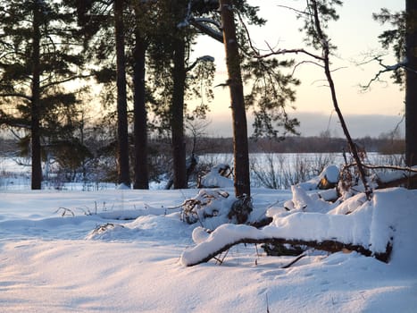 Winter forest with lot of snow on sunset