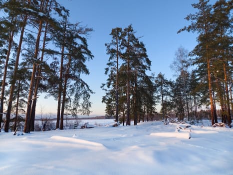 Winter landscape with pine forest on sunset