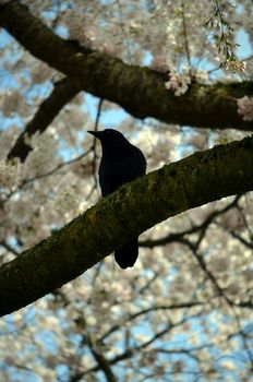 Cherry blossoms in bloom with bird on tree