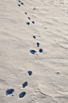 rabbit track in snow