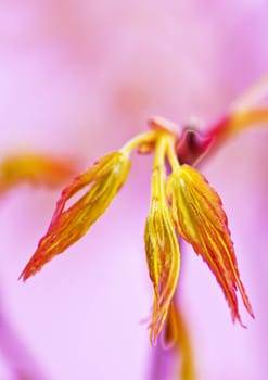 japanese maple in spring