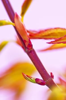 japanese maple in spring