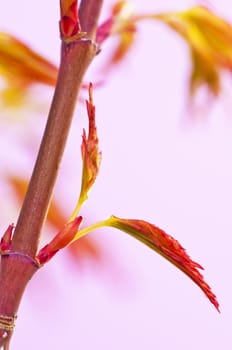 japanese maple in spring