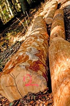 timber wood