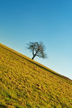 nature in incline