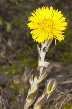 coughwort