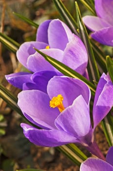 crocus