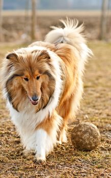 Collie with ball