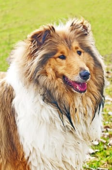 collie