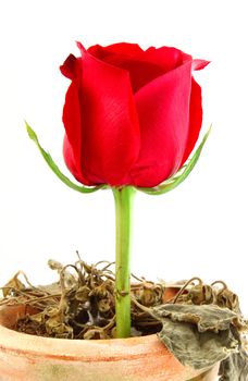 Beautiful red rose over dying plant on pot