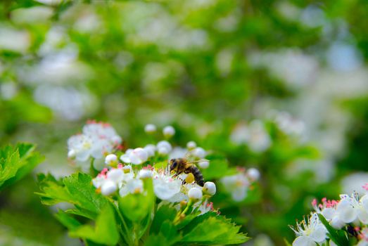 The bee sits on a flower of a bush blossoming hawthorn and pollinates him