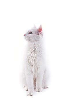 The white cat sits, isolated on white