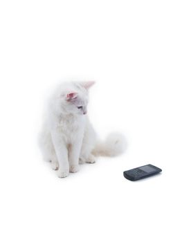 White cat with phone, isolated on white