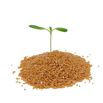 Young sprout in wheat, isolated on white background