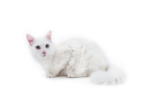 The white cat, angora, isolated on white