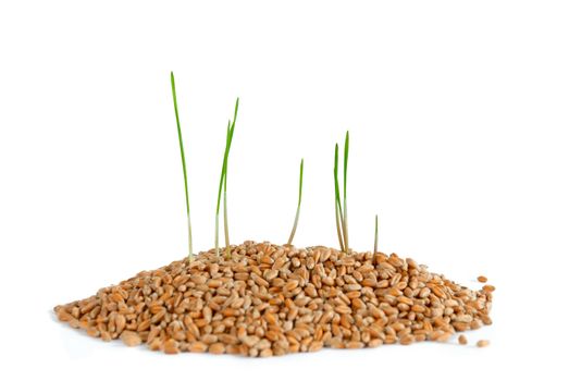 Young sprout in wheat, isolated on white background