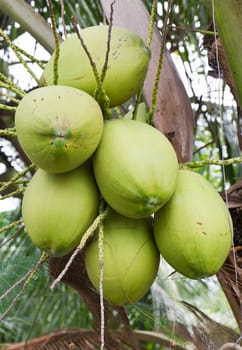 Close up  coconut with a bunch on tree