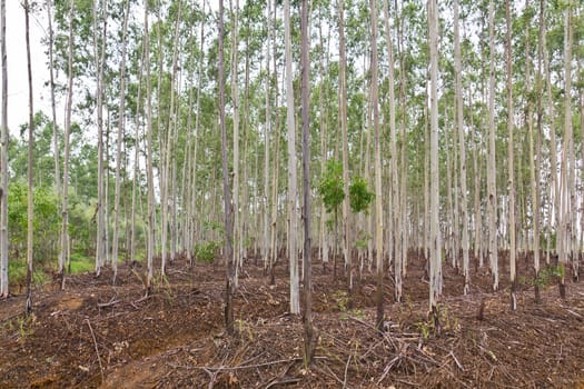 Plantation of Eucalyptus for paper industry