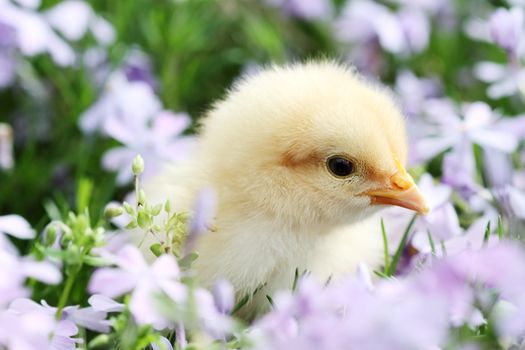 Little Buff Orpington chick in the middle of a bread of lavendar colored spring flowers. Extreme shallow depth of field with some blur on lower portion of image. 