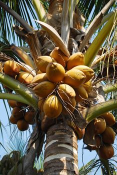  Fruit, yellow coconut on coconut tree Goa India