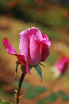 closeup of Lavender Rose