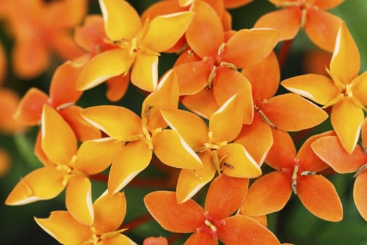 Close up photo of a bunch of ixora flower at full bloom.