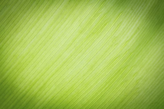 Texture background of backlight fresh green Leaf.