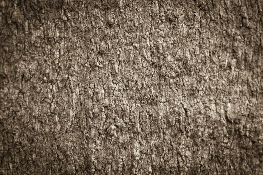 Texture shot of brown tree bark, filling the frame