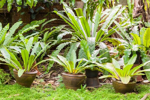 Tropical fern plant in garden