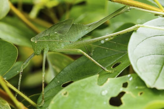 Grasshopper in green nature in rain forest,Thailand.