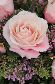 a big pale pink rose in close up