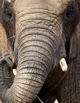 A close up of an african elephant feeding