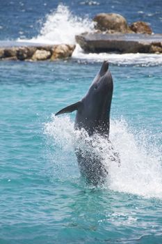 Dolphin showing off in the Caribbean water