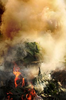 Plants, plastic and hazardous meterials on fire emitting toxic and poisoinous fumes and polluting environment