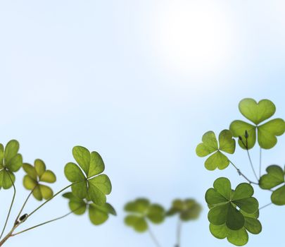 Young and fresh oxalis leaves backlit by sunlight in a garden. 