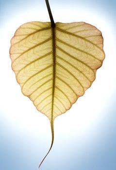 Heart shaped new leaf of peepal tree with sunlight in the background