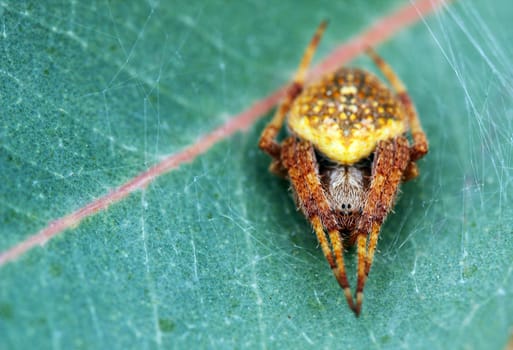 Attractive yellow colored hairy spider on a leaf waiting for its prey in its web