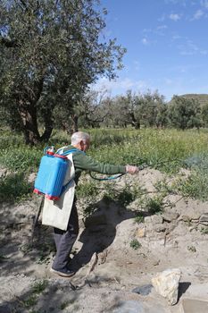 An elderly farmer spraying weed pesticide in an olive tree field in Spain.