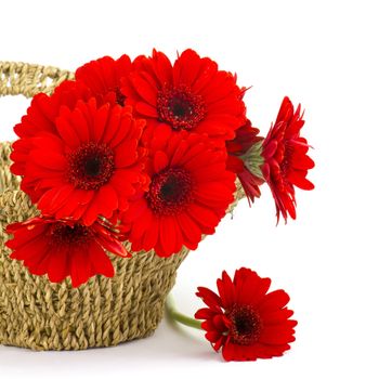 gerbera flowers in a basket