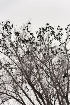 Crows on the tree