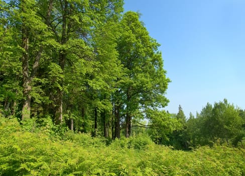 Green forest on bright sunny day with blue sky