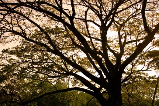 Tree silhouette with sunset sky