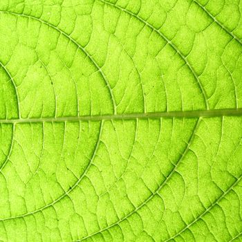 green leaf vein