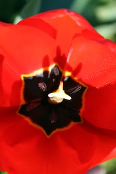 Closeup of a red tulip