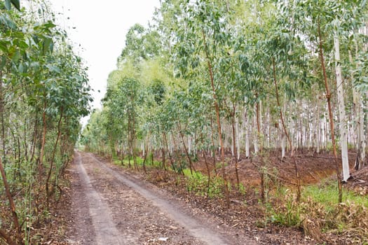 Plantation of Eucalyptus for paper industry