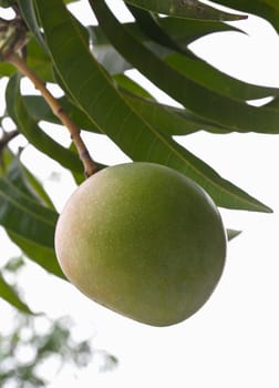 Green mango tree with full of fruits