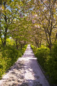 Blossom time