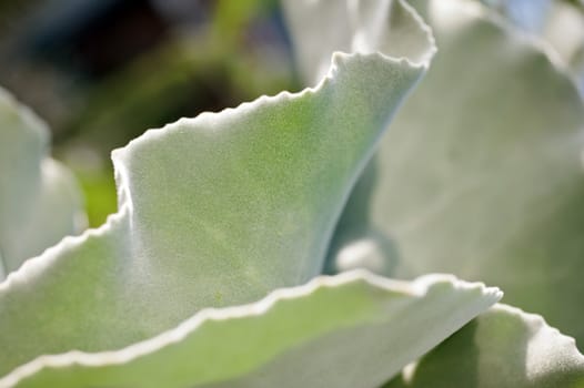 Kalanchoe Beharensis