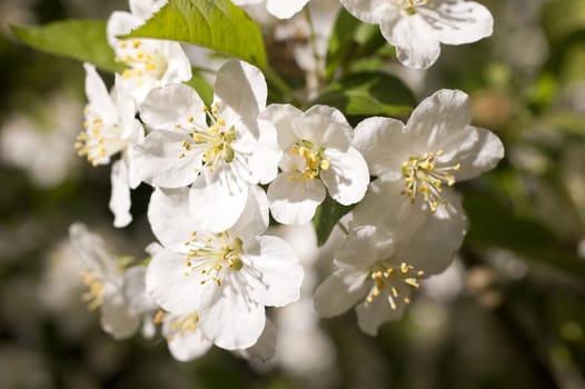 Malus Toringo