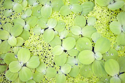 Pistia Stratiotes